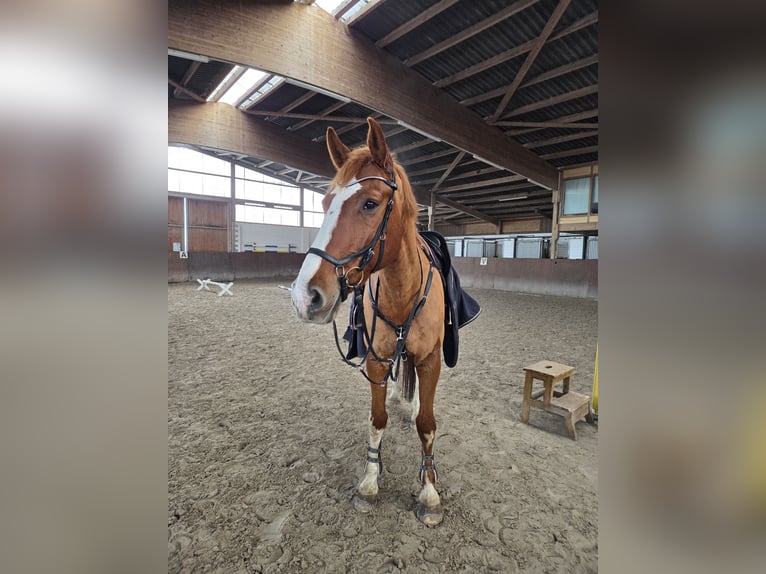 Holsteiner Hongre 12 Ans 170 cm Alezan in Mühlenfließ