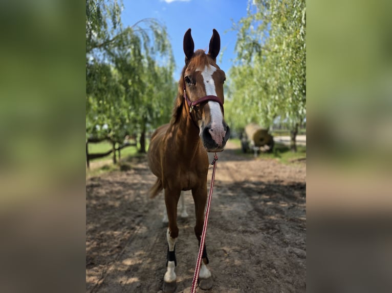 Holsteiner Hongre 12 Ans 170 cm Alezan in Mühlenfließ