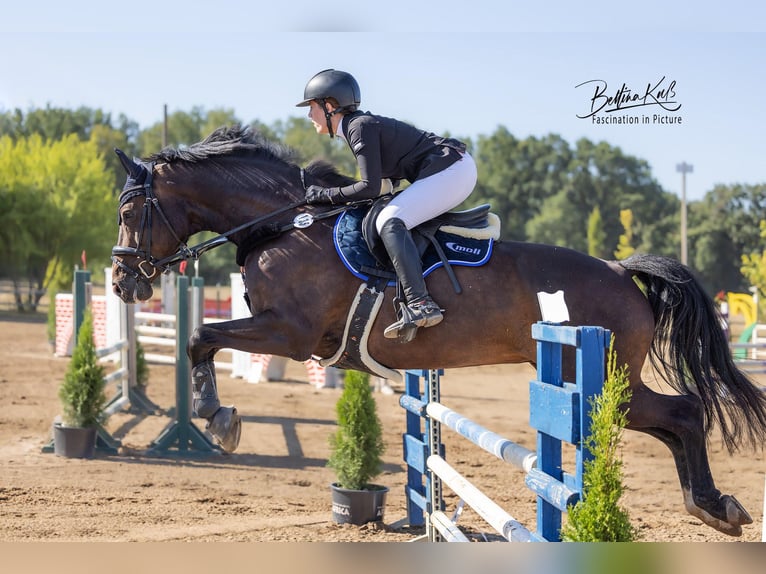Holsteiner Hongre 12 Ans 170 cm Bai brun in Stahnsdorf
