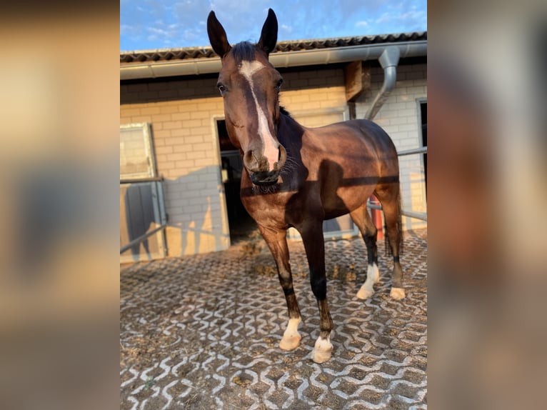 Holsteiner Hongre 12 Ans 170 cm Bai brun in Stahnsdorf