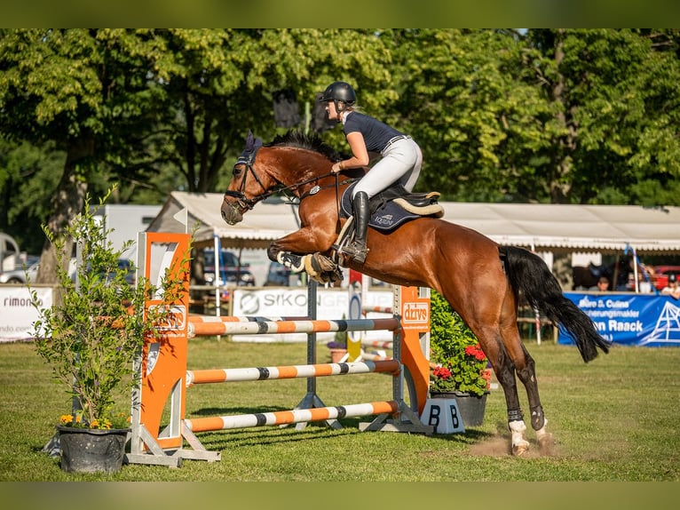 Holsteiner Hongre 12 Ans 170 cm Bai in Zschortau