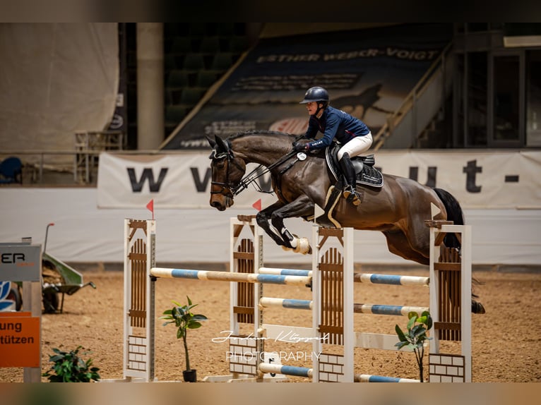 Holsteiner Hongre 12 Ans 174 cm Bai brun in Herbrechtingen