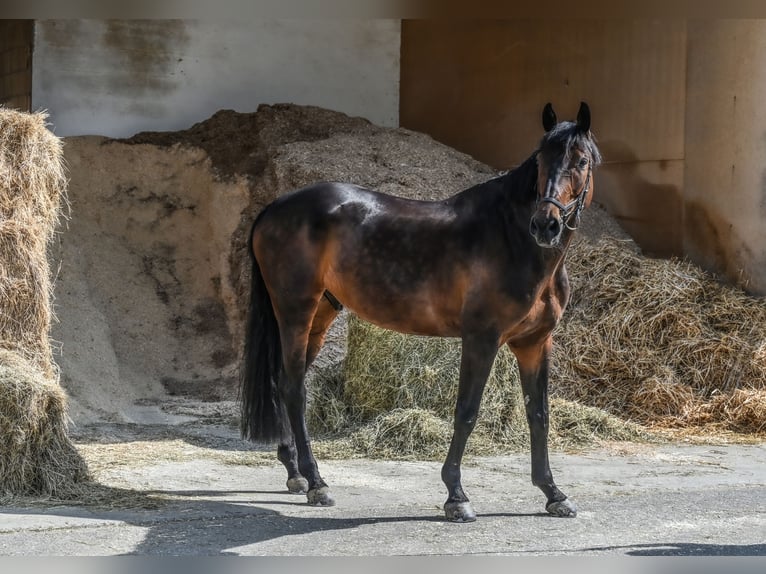 Holsteiner Hongre 12 Ans 175 cm Bai brun in Friedrichshafen