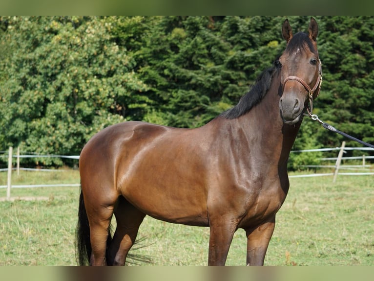 Holsteiner Hongre 12 Ans 175 cm Bai in Lochau