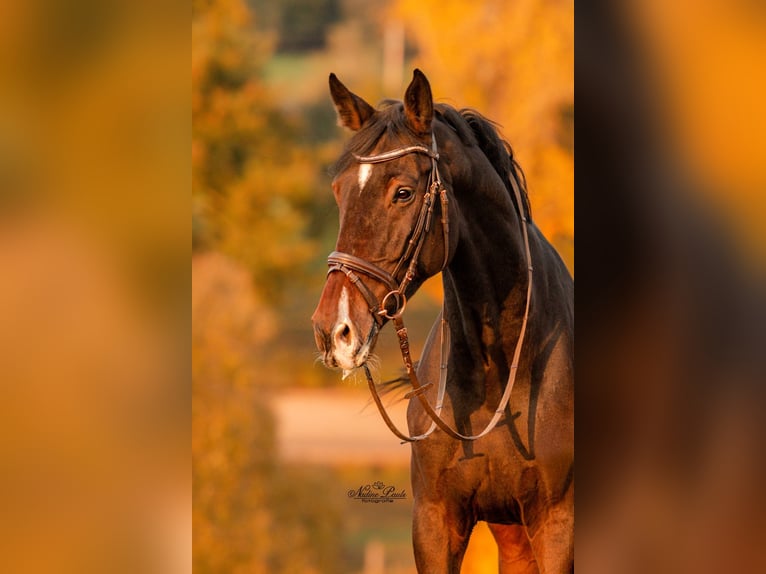 Holsteiner Hongre 12 Ans 181 cm Bai brun in Essingen