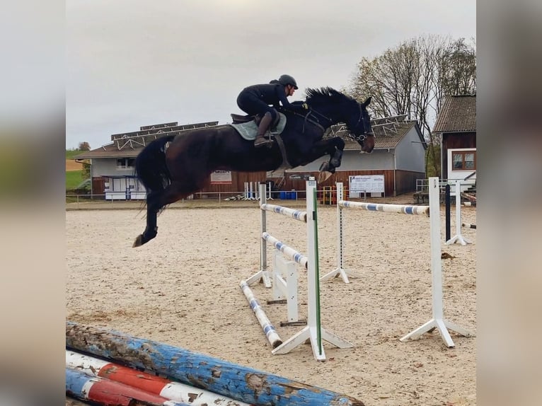 Holsteiner Hongre 12 Ans 181 cm Bai brun in Essingen