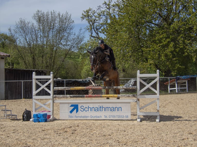 Holsteiner Hongre 12 Ans 181 cm Bai brun in Essingen