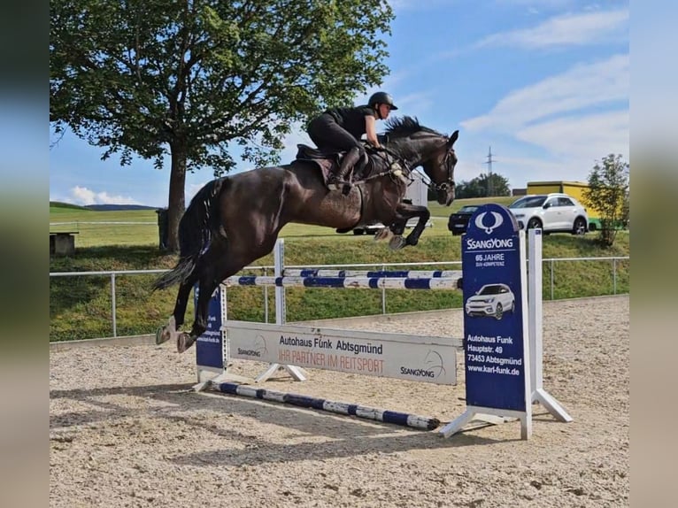 Holsteiner Hongre 12 Ans 181 cm Bai brun in Essingen