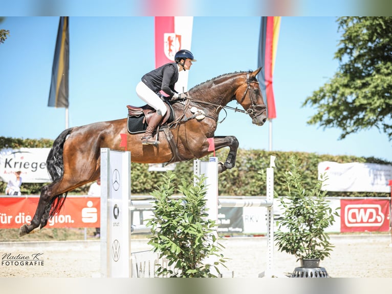 Holsteiner Hongre 12 Ans 181 cm Bai brun in Essingen