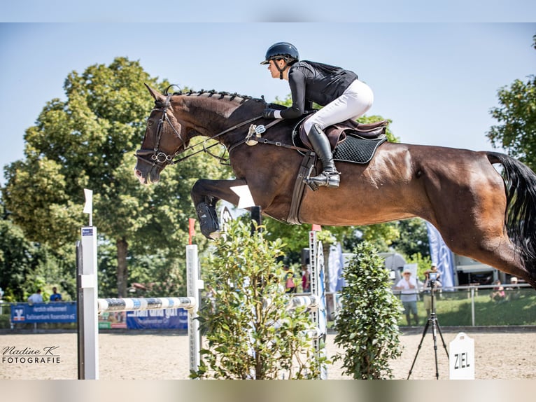 Holsteiner Hongre 12 Ans 181 cm Bai brun in Essingen
