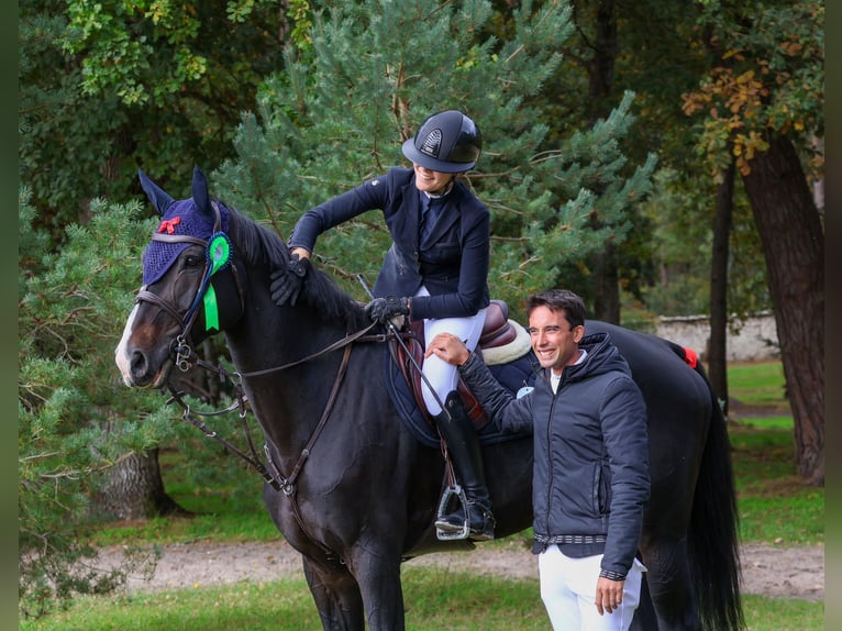 Holsteiner Hongre 12 Ans 183 cm Bai brun foncé in Barbizon
