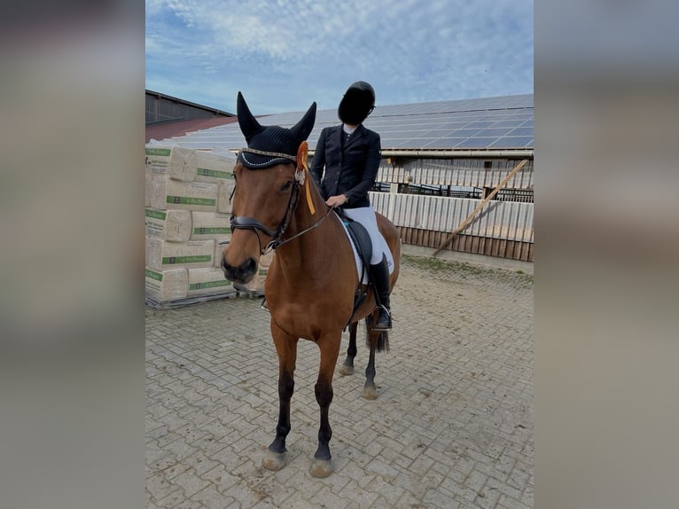 Holsteiner Hongre 13 Ans 164 cm Bai in Lingen