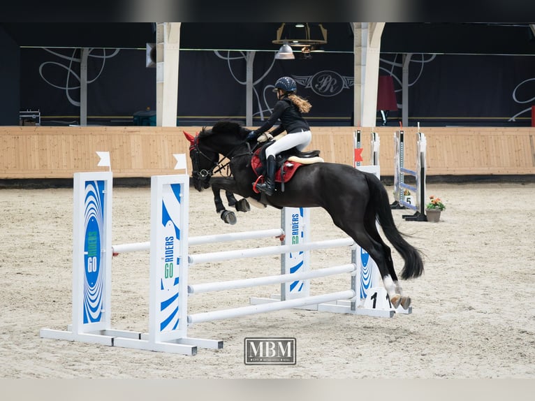 Holsteiner Hongre 13 Ans 165 cm Bai brun in Voluntari