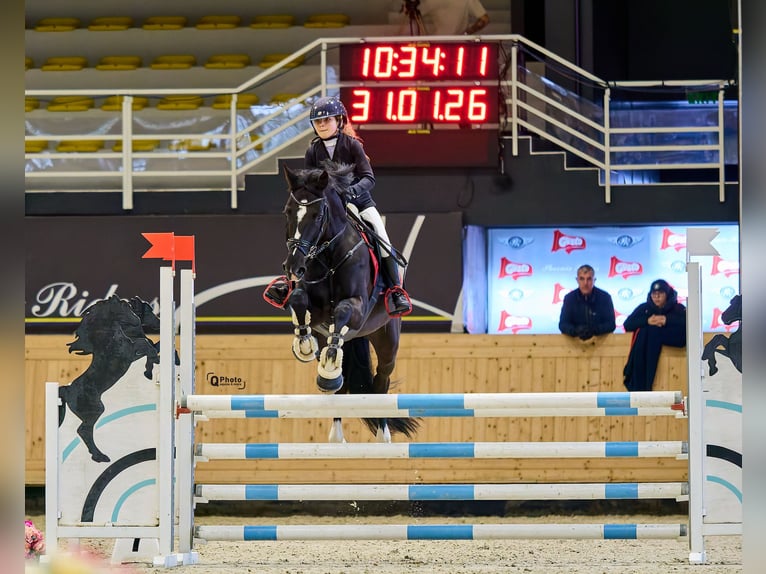 Holsteiner Hongre 13 Ans 165 cm Bai brun in Voluntari