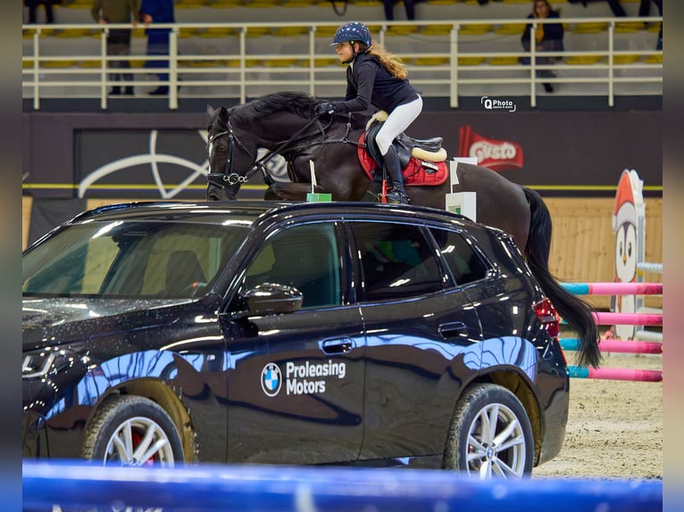 Holsteiner Hongre 13 Ans 165 cm Bai brun in Voluntari