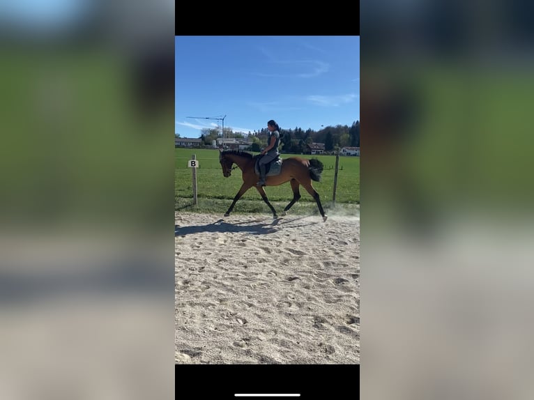 Holsteiner Hongre 13 Ans 165 cm Bai in Kloster Sch&#xE4;ftlarn