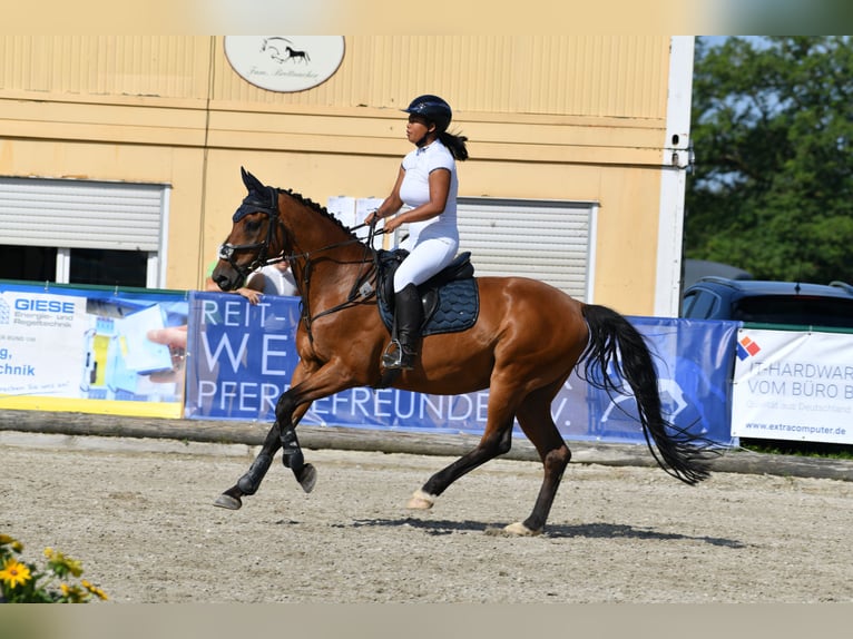 Holsteiner Hongre 13 Ans 165 cm Bai in Kloster Sch&#xE4;ftlarn