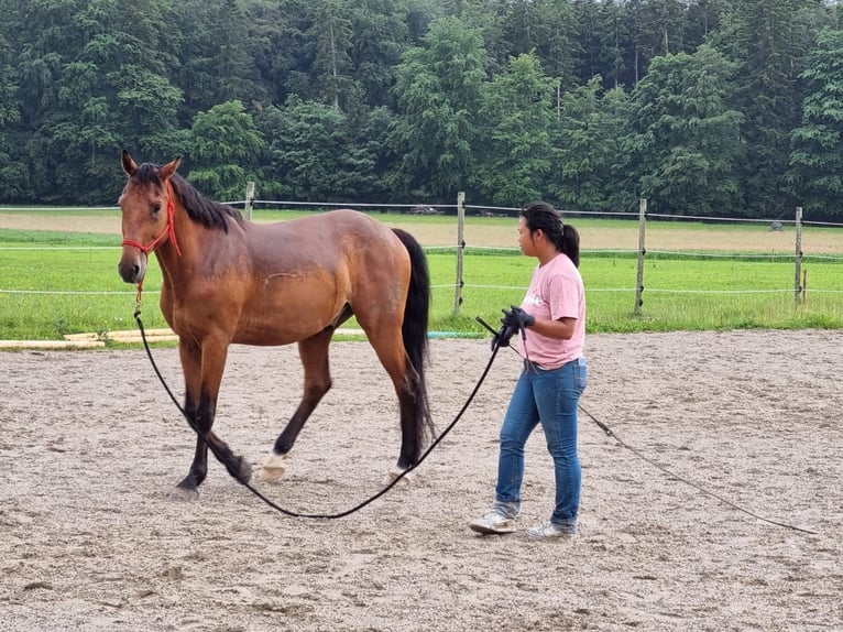 Holsteiner Hongre 13 Ans 165 cm Bai in Kloster Sch&#xE4;ftlarn