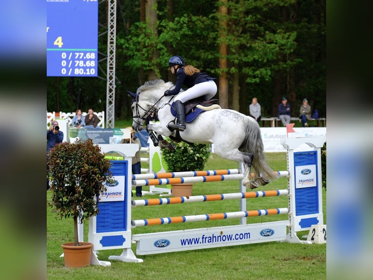 Holsteiner Hongre 13 Ans 165 cm Gris in Greiz
