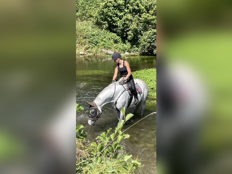 Holsteiner Hongre 13 Ans 165 cm Gris in München