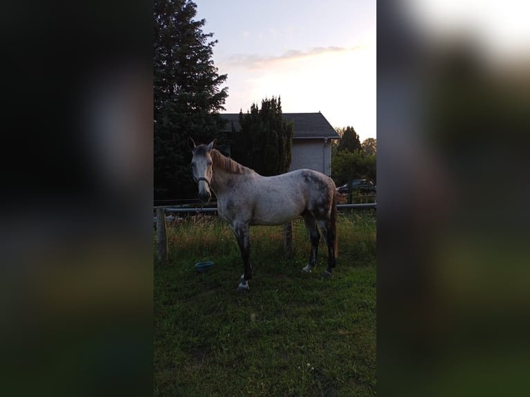 Holsteiner Hongre 13 Ans 165 cm Gris moucheté in Neu Fahrland