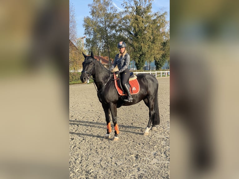 Holsteiner Hongre 13 Ans 168 cm Bai brun in BollBoll