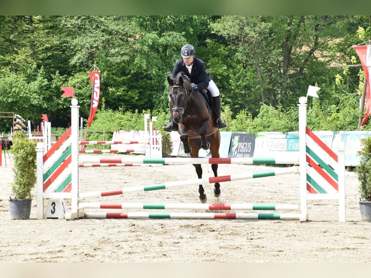Holsteiner Hongre 13 Ans 168 cm Bai brun in Riegersburg