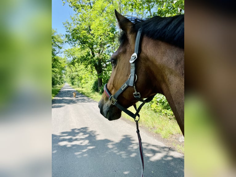 Holsteiner Hongre 13 Ans 168 cm Bai in Fehrbellin