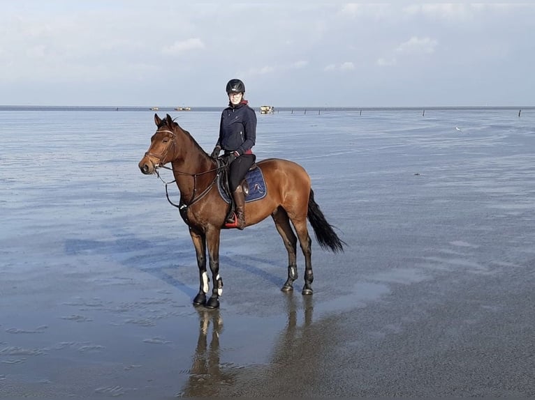 Holsteiner Hongre 13 Ans 168 cm Bai in Herzebrock-Clarholz