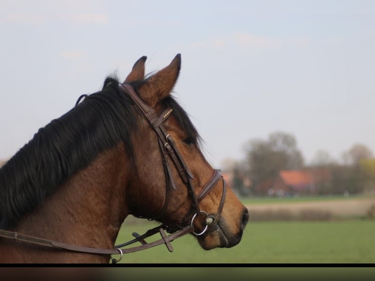 Holsteiner Hongre 13 Ans 168 cm Bai in Herzebrock-Clarholz