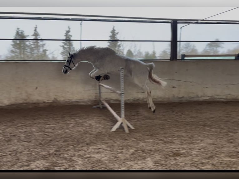 Holsteiner Hongre 13 Ans 168 cm Gris in Wiesloch