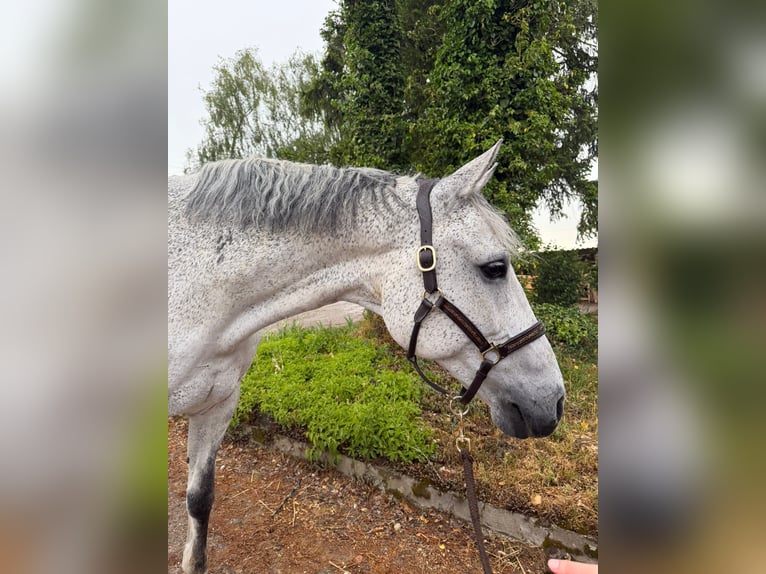 Holsteiner Hongre 13 Ans 170 cm Gris in Schaffhausen