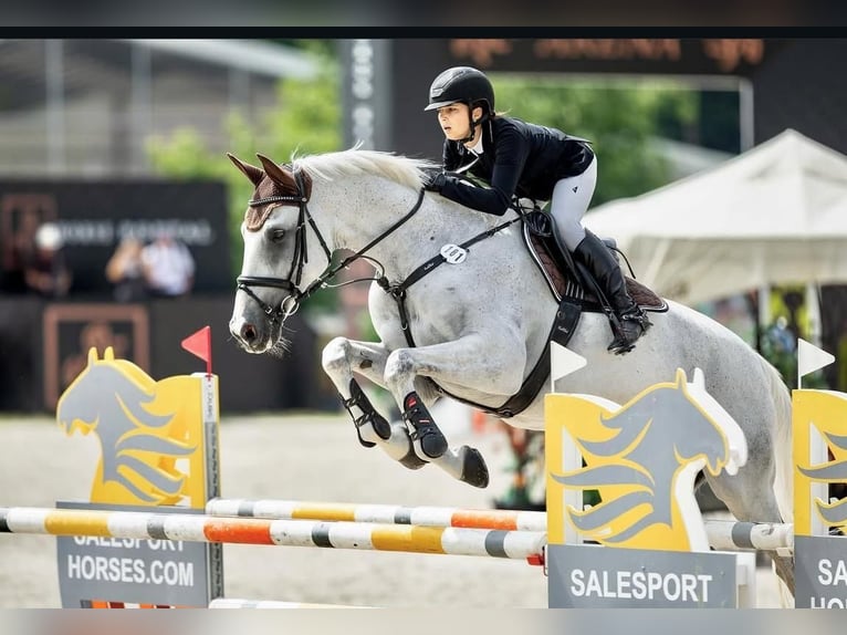 Holsteiner Hongre 13 Ans 170 cm Gris in Traidendorf