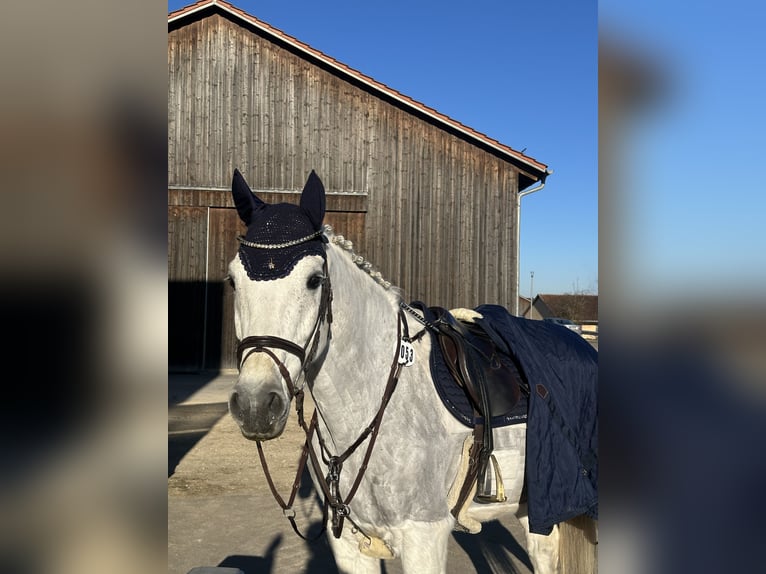 Holsteiner Hongre 13 Ans 172 cm Gris in Fußgönheim