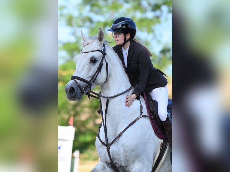 Holsteiner Hongre 13 Ans 172 cm Gris in Fußgönheim