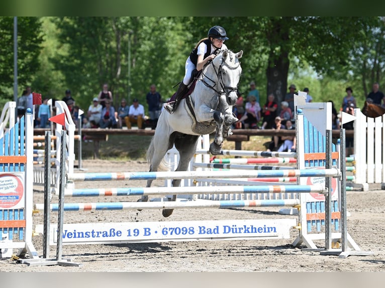 Holsteiner Hongre 13 Ans 172 cm Gris in Fußgönheim