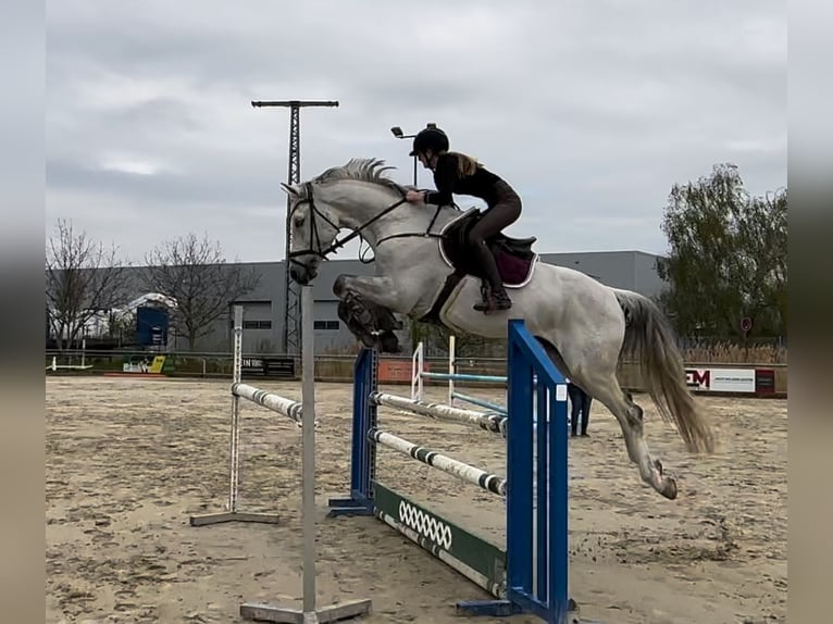 Holsteiner Hongre 13 Ans 172 cm Gris in Fußgönheim