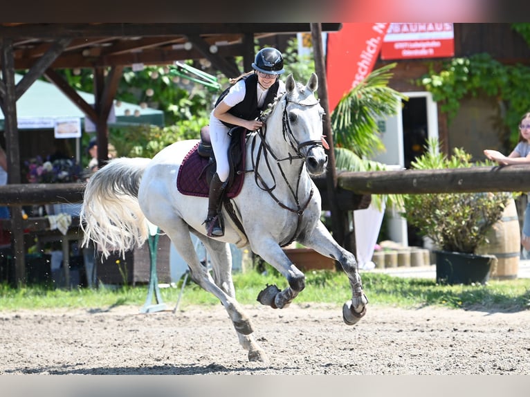 Holsteiner Hongre 13 Ans 172 cm Gris in Fußgönheim