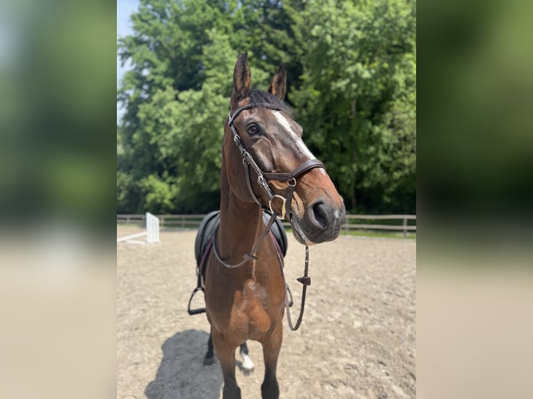 Holsteiner Hongre 13 Ans 173 cm Bai brun in Bern 65
