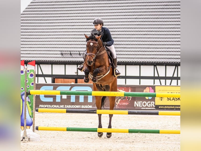 Holsteiner Hongre 13 Ans 173 cm Bai cerise in Modrzewie