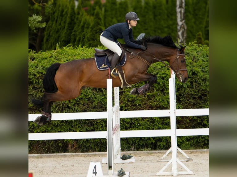 Holsteiner Hongre 13 Ans 173 cm Bai cerise in Modrzewie