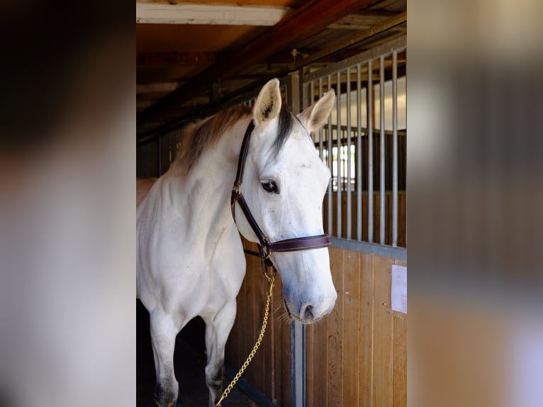 Holsteiner Hongre 13 Ans 173 cm Gris in Dietikon