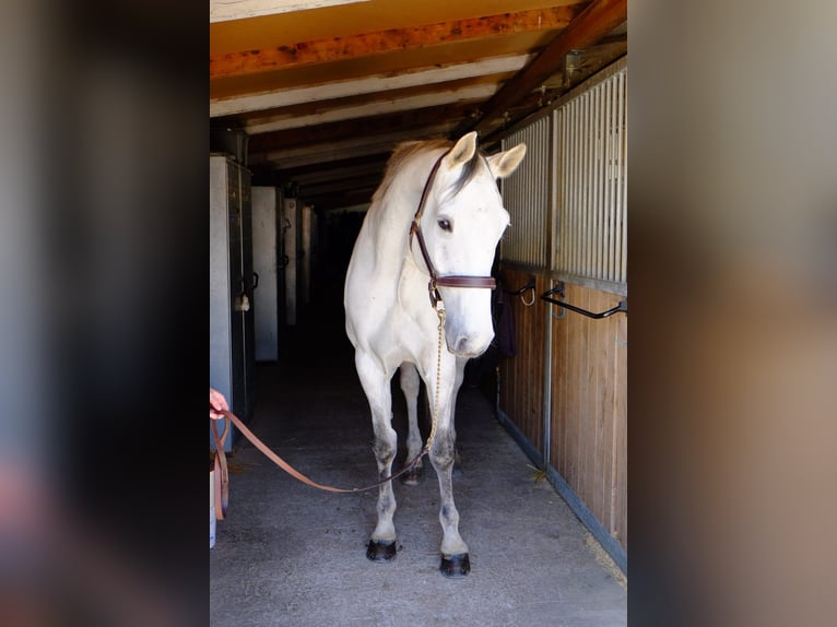 Holsteiner Hongre 13 Ans 173 cm Gris in Dietikon
