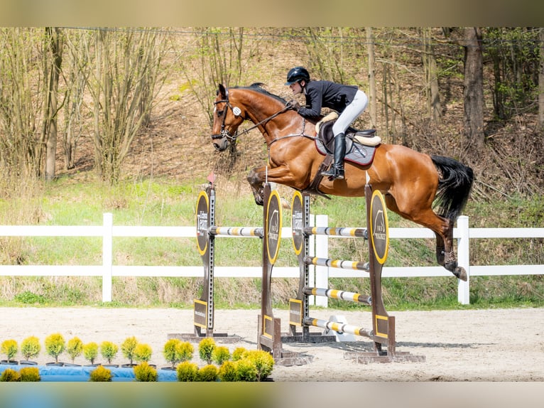 Holsteiner Hongre 13 Ans 174 cm Bai cerise in Elizówka