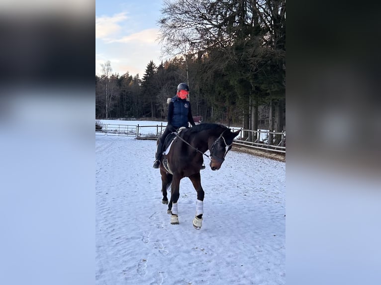 Holsteiner Hongre 13 Ans 174 cm Bai in Regensburg