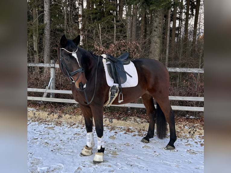 Holsteiner Hongre 13 Ans 174 cm Bai in Regensburg