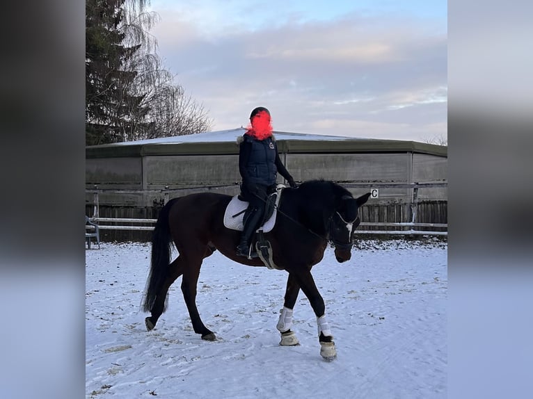 Holsteiner Hongre 13 Ans 174 cm Bai in Regensburg