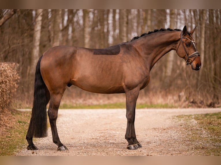 Holsteiner Hongre 13 Ans 175 cm Bai brun in Wehringen