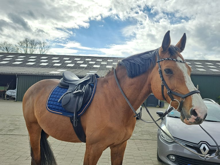 Holsteiner Hongre 13 Ans 175 cm Bai in Lierderholthuis