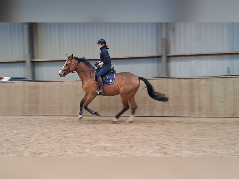 Holsteiner Hongre 13 Ans 175 cm Bai in Lierderholthuis